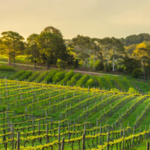 Ideal Climate for Wine Growth